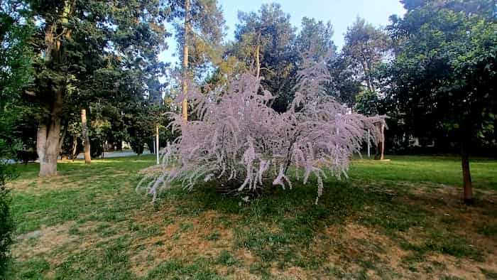 درخت خاص شهرک دریاکنار